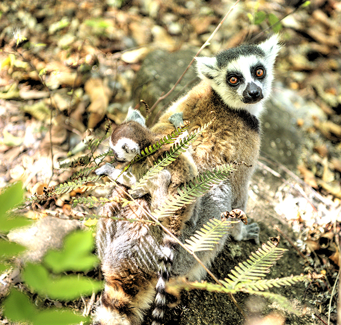 Ring Tail baby